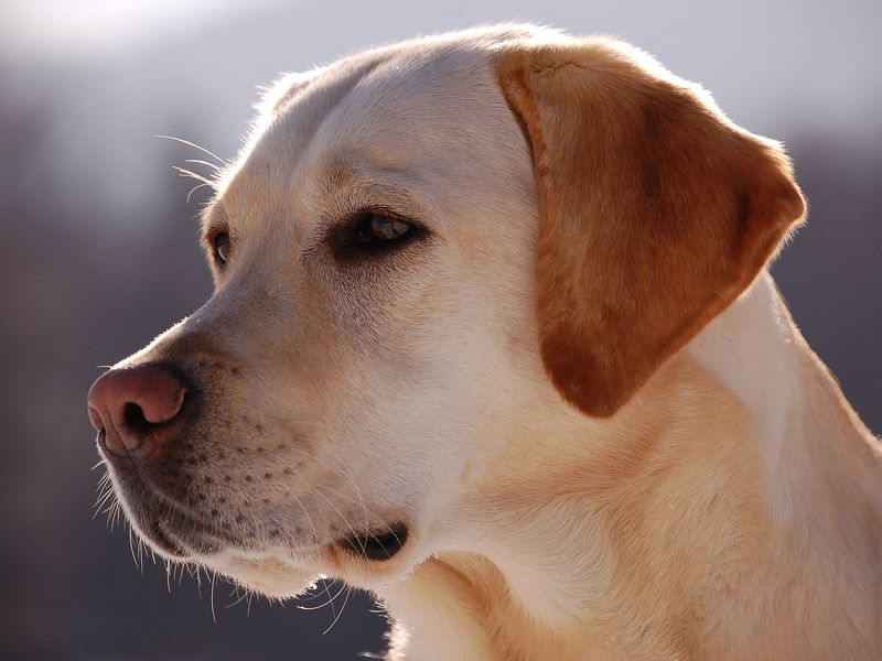labrador